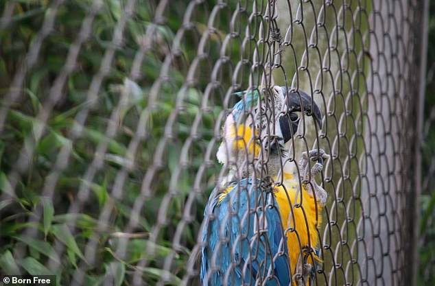 In 2022, a macaw is seen at the zoo with 'severe feather loss around its neck and a lack of feathers on the top of its head'