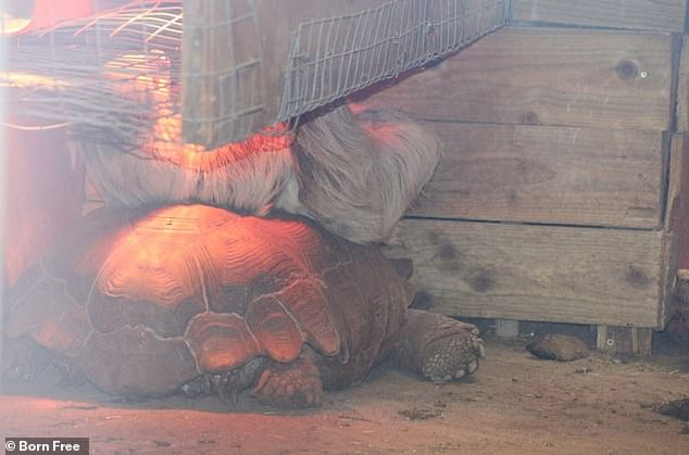 A turtle and a sloth both crawl under a heat lamp at Safari Lakes Zoo in Cumbria in 2022