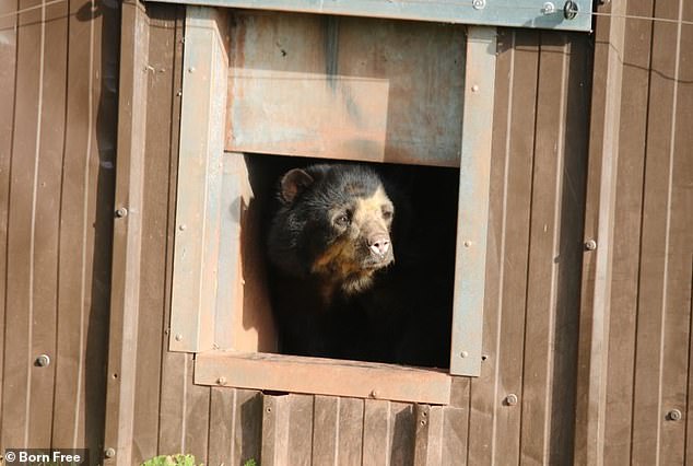 A brown bear looks out a small window at the South Lakes Safari Zoo during a 2022 inspection