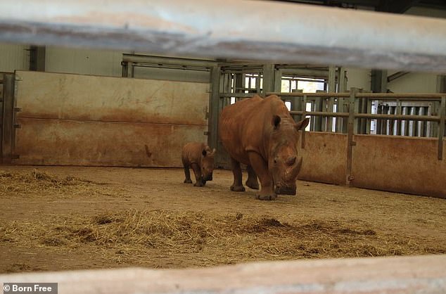 Rhinos reportedly kept in stables so small they couldn't turn themselves over until 2022