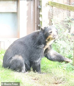 A bear stares through a fence at its enclosure at South Lakes Safari Zoo in Cumbria in 2022