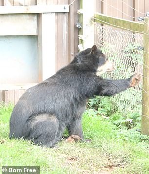 A bear stares through a fence at its enclosure at South Lakes Safari Zoo in Cumbria in 2022