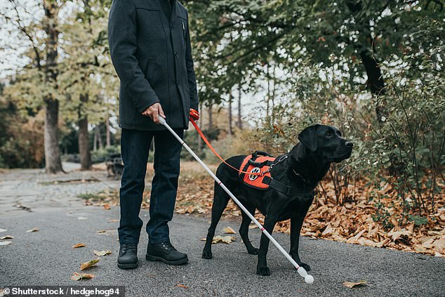 A 2017 study found that service dogs have higher levels of oxytocin – a hormone that facilitates social bonding – than dogs