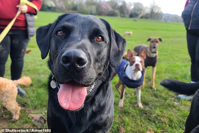 Some behaviors that made dogs attractive to our ancestors become maladaptive, such as guarding against strange people and animals