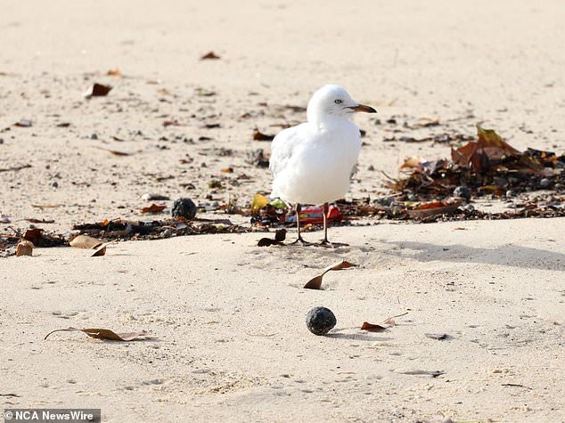 Tar balls washed up on Coogee Beach (pictured) have led to its closure until further notice