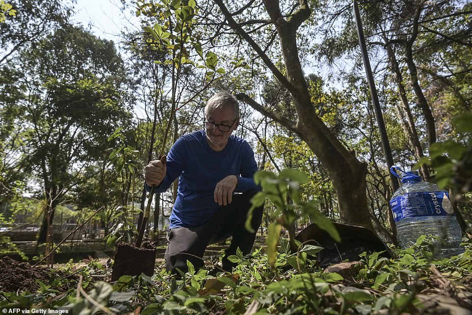 Helio, seen here, claims he was called 'crazy' when he started planting the trees, but he continued with his plan to leave a 'legacy' in the city.