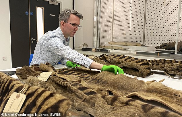 Because Tasmanian tigers became extinct so recently, there are many well-preserved samples, such as skins (photo)