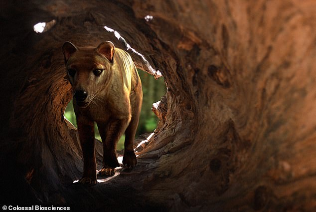 This is the first time an ancient genome has been reconstructed with such accuracy and could soon pave the way for genetically engineering the first living Tasmanian tigers.