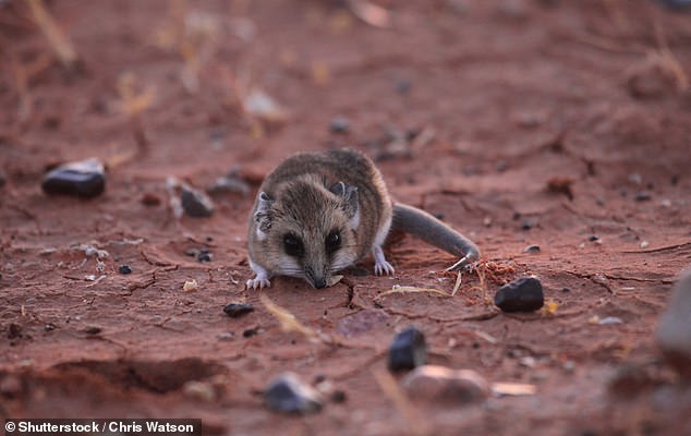 By comparing these genes with the Tasmanian tiger's closest relative, the fat-tailed dunnart (pictured), the scientists hope to identify the 'key genes' that make the Tasmanian tiger different from other animals.