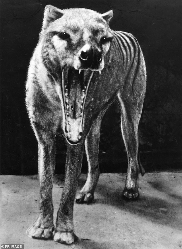 Colossal Biosciences has focused on recreating the distinctive skull and jaw of the Tasmanian Tiger by identifying several 'key genes' responsible for this distinctive feature