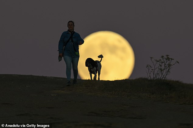 It is best to see the full moon while it is lower on the horizon. This makes the moon appear larger and can give a yellow or orange glow under the right conditions. Pictured: The Hunter Moon rose last night over San Mateo, California