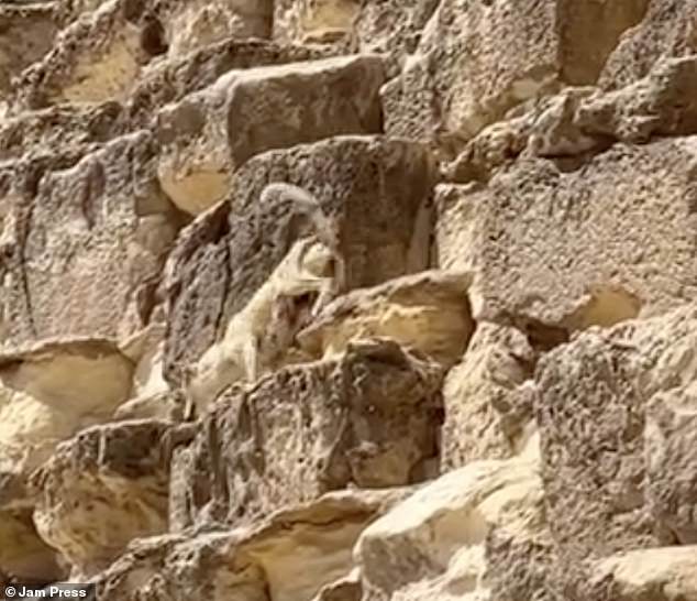 A video shows the puppy racing along the side of the pyramid