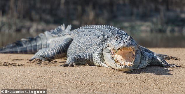 Denis was attacked by a large saltwater crocodile (file photo)