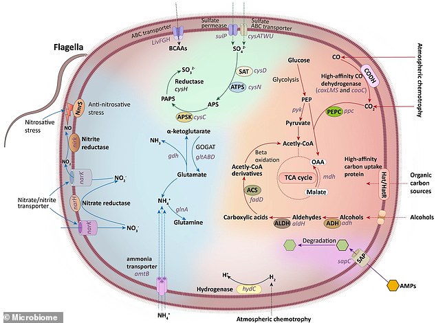 This figure summarizes the basic metabolic pathways of Eremiobacterota, including carbon, nitrogen, and sulfur metabolism, based on the functions encoded by its genes.