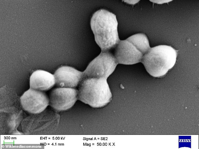 Pictured is Micrococcus luteus, a bacterium that is generally non-pathogenic but can cause opportunistic infections in people with weakened immune systems (file photo)