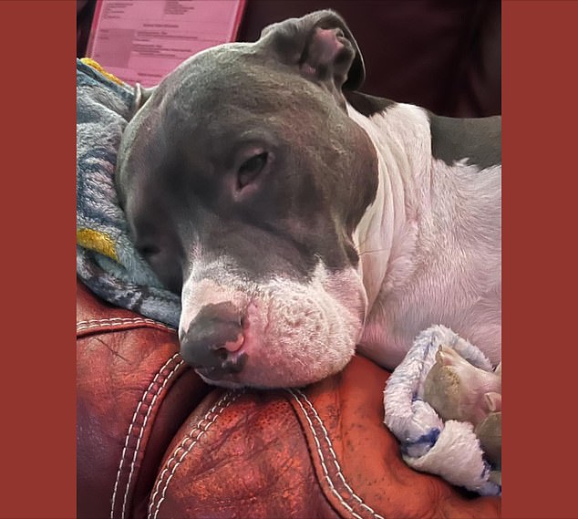 Lee shared a photo of his dog Coco – who he was walking with when the shooting occurred – and said his attacker fired 15 bullets, although fortunately only three hit him.