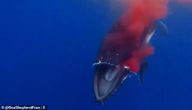 The deformed whale was captured on underwater footage. The boat completely cut off the top part of his mouth