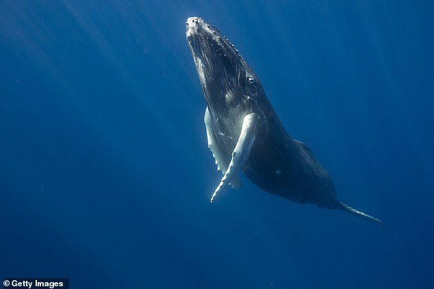 There are approximately 3,200 humpback whales living around the islands of Tahiti, of which there are approximately 80,000 worldwide.