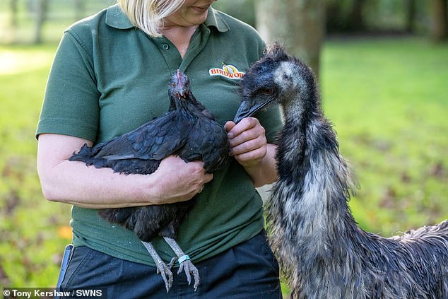 After her rescue and recovery, Shrub needed expert training on how to become an emu, and the task fell to Nugget.