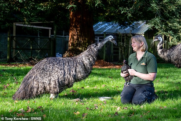 After just a few weeks, Shrub quickly outgrew her new foster mother, so caregivers took over Shrub's development by playing enrichment games and activities to help develop her coordination and build essential muscles.