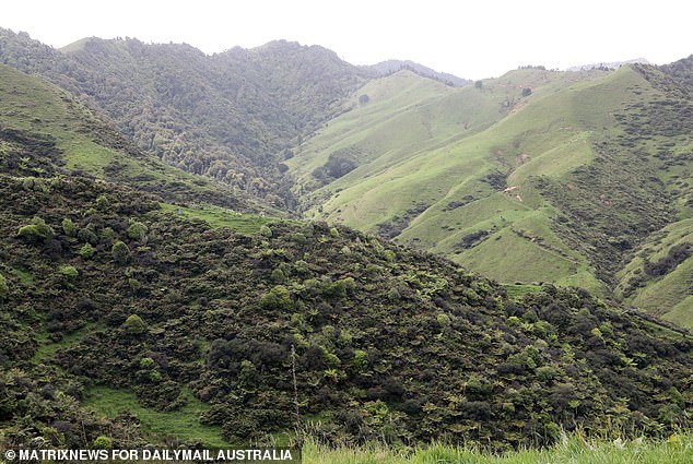 The Phillips family has been wandering through farmland and dense forest for three years (photo: the wilderness around Marokopa)