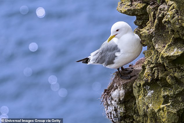 The Mull of Galloway is home to protected colonies of Kittiwakes, as you can see here, Martin reveals