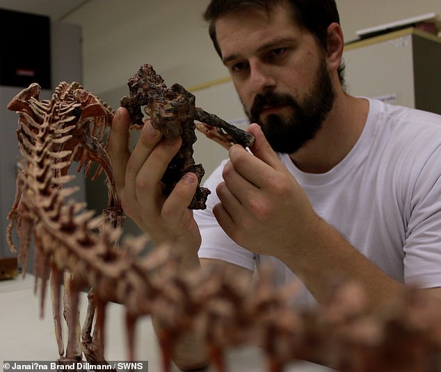 Paleontologist Müller with more fossilized pieces of Gondwanax paraisensis