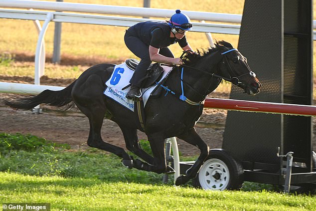 English raider Sayedaty Sadaty does some track work ahead of the big race at Caulfield Racecourse