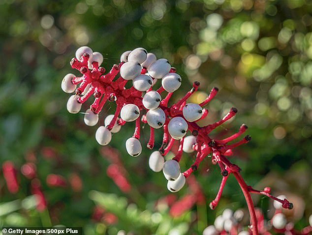 The 'Doll's Eye' plant can cause serious side effects when consumed and can even prove fatal