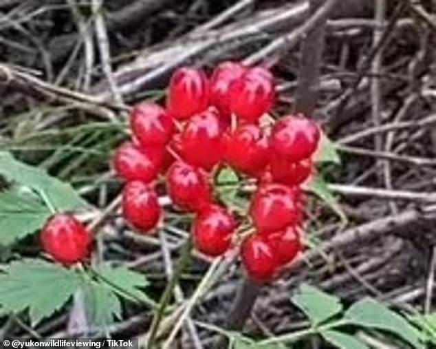 The red baneberry grows everywhere in the US except the southeastern part and is just as deadly as the white baneberry