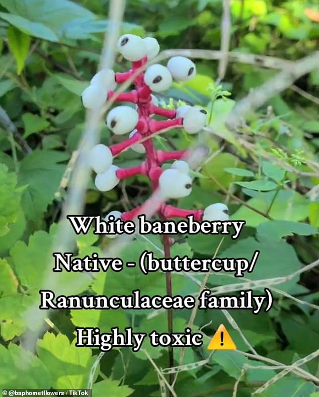 A hiker who encountered the deadly white berries in New York documented their experiences