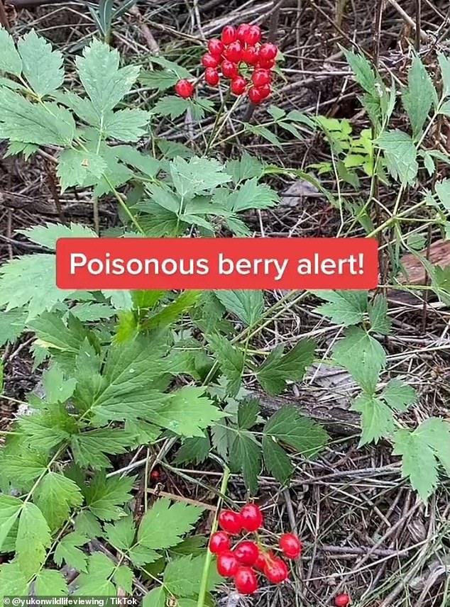 A naturalist spotted red baneberries in Canada and explained their harmful effects