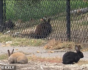 Although residents find the bunnies 'very sweet and adorable', they say the fluffy animals are also 'very destructive'