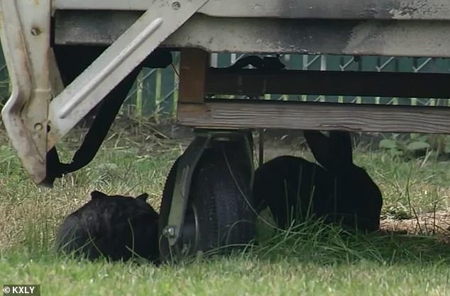 The lore surrounding the cute animals is that the original bunnies were given as Easter presents before being abandoned in the East Queen Avenue area about seven or eight years ago. Since then, they have multiplied and taken over a six-block radius