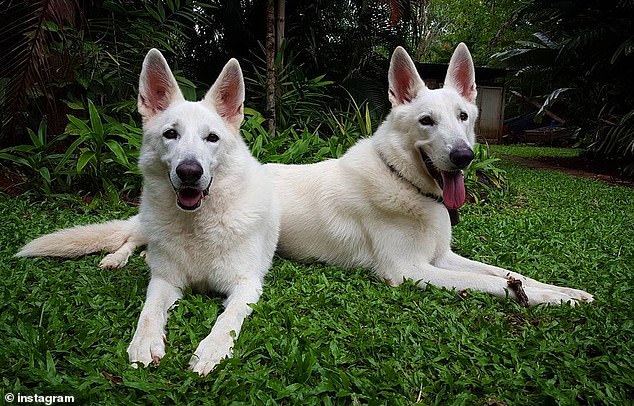 Britton also repeatedly raped his Swiss Shepherds, Ursa and Bolt (pictured). They now live with Erin's parents