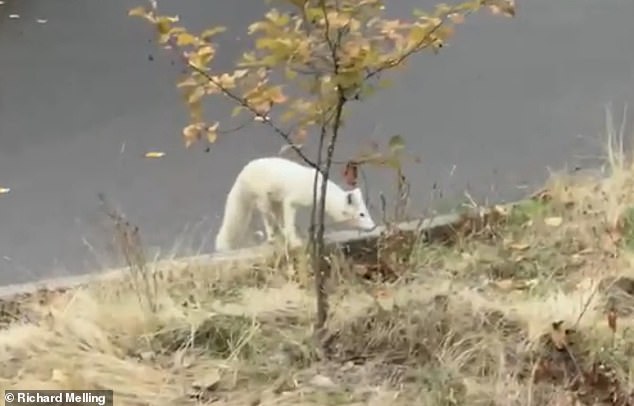 The white fox scampered around as Portland resident Richard Melling and his wife filmed it