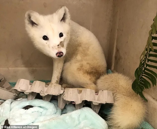 Arctic foxes are not typically found in Portland and tend to live in much colder regions such as Alaska, Greenland and Iceland