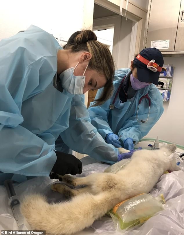 The fox was nursed back to health at the Bird Alliance of Oregon Wildlife Care Center