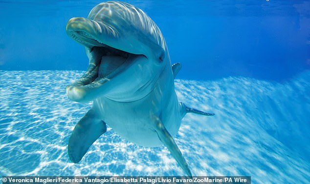 Dolphins rarely hunt humans, with experts believing the mammal's bites were an attempt at communication (file photo)