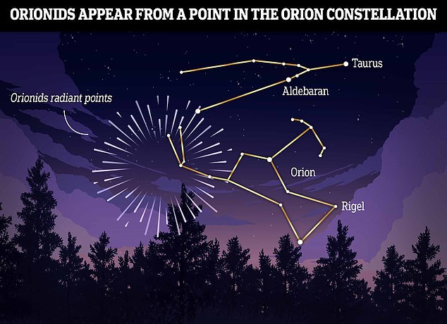 To find the Orionids, look east after midnight and try to find the constellation Orion. The meteors appear to be coming from the region around Orion's 'club', so keep an eye on this region