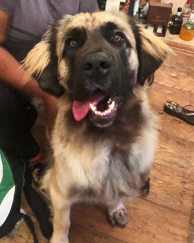 Shiva, an 11th Leonberger, was one of eight dogs with the victim