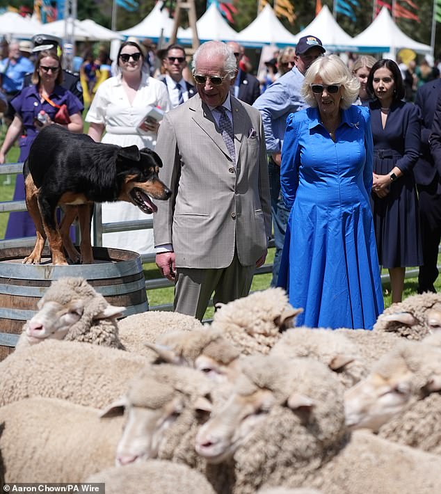 The King and Queen were treated to an exhibition of sheepdogs