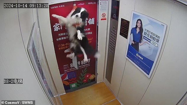 The frightened dog's leash and harness were stuck. Seconds later, the elevator started moving, leaving the puppy dangling and waving its limbs anxiously