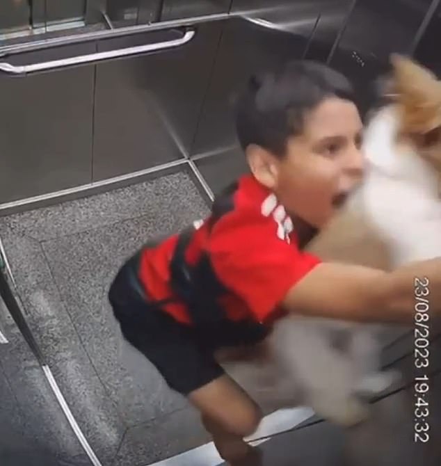 Surveillance cameras show Thiago Magalhães being pulled to the ceiling of his apartment building's elevator just before he could save his dog from possible suffocation by her own collar.