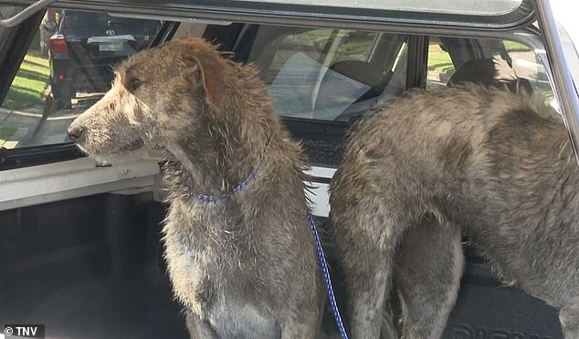 Two Irish wolfhounds (pictured) were seized by Georges River police and council wardens