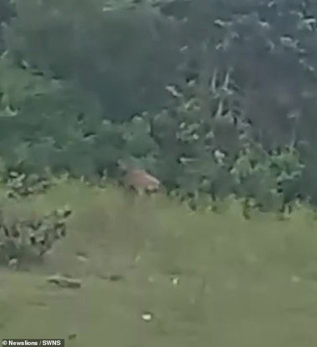 The big cat was seen looking confidently at the men from some bushes for a few seconds