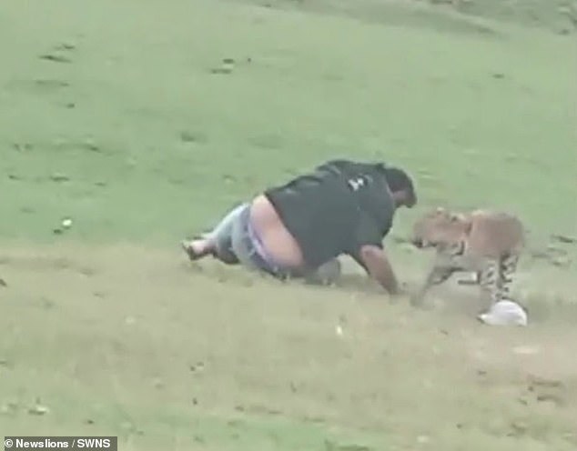 One unlucky man was caught by the big cat, which pounced on him and grabbed him before dragging him to the ground