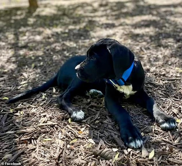 When the woman didn't have any money on her, they instead demanded she hand over her puppy