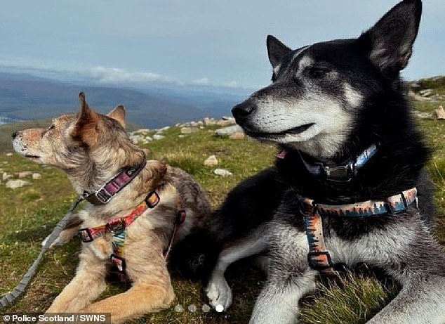 The tragedy claims the lives of both Ms Parker and her pets. The 20-year-old man behind the wheel of the car was not injured