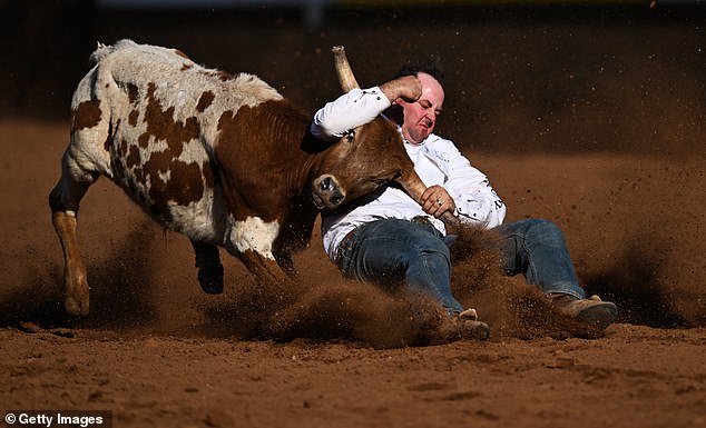 The animal rights group wants rodeo organizers to switch to using mechanical bulls – and even remote-controlled cars – instead of animals (photo, action from this year's rodeo)